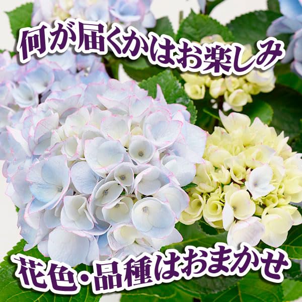 Amazon.co.jp: 花木苗 アジサイ 鉢花 お買得 紫陽花おまかせ福袋 (花色